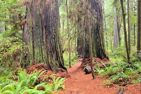 Camino a través de los parques nacionales y estatales de Redwood