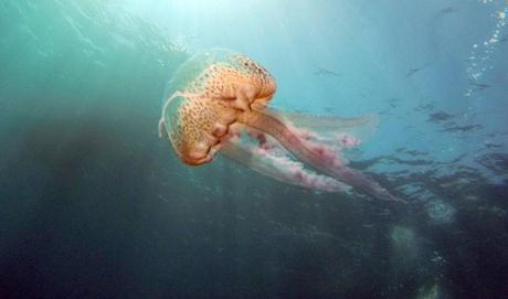 Burgessomedusa phasmiformis: La medusa nadadora más antigua del registro fósil