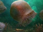 Burgessomedusa phasmiformis: medusa nadadora antigua registro fósil