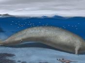 Perucetus colossus: nueva especie cetáceo gigante