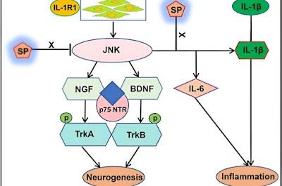 Nueva diana para tratar el Dolor Pélvico