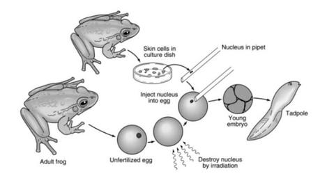 Las ranas australianas y el fenómeno de la incubación gástrica