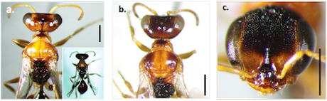 Tres nuevas especies de avispas de seda se descubren en el Ecuador