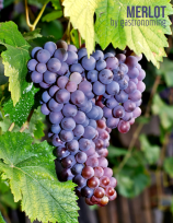 Merlot