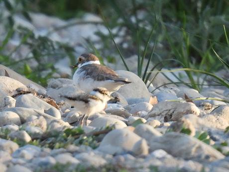 Los pollos de chorlitejo ( Vídeo )