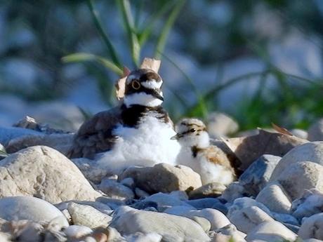 Los pollos de chorlitejo ( Vídeo )