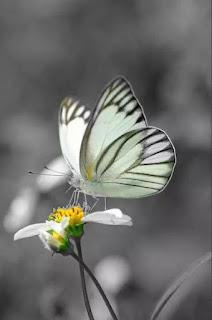 5.564 - VOY A TU LADO... 5.564 - VOY A TU LADO...