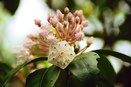 500px Photo ID: 70800379 - A lo largo del Elkmont Nature Trail, hermosas flores se abren bajo la lluvia ligera.