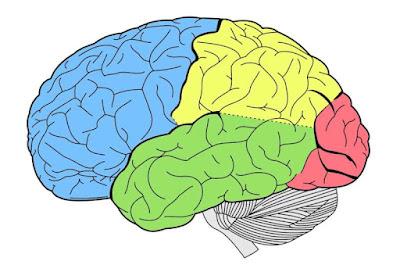 El control del apetito del cerebro es diferente en cada individuo El control del apetito del cerebro es diferente en cada individuo