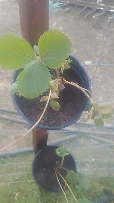 Las fresas colgantes Las fresas colgantes