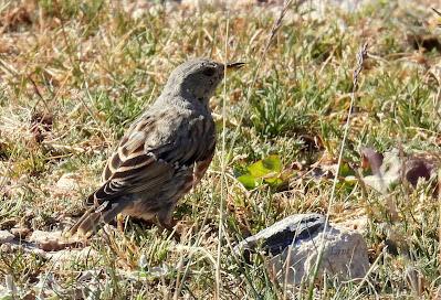 AVES DE ALTA MONTAÑA EN CANTABRIA