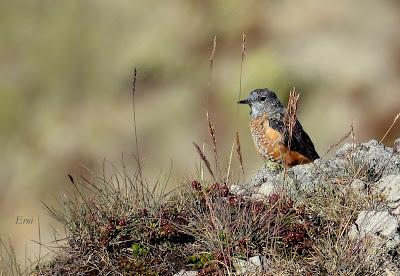 AVES DE ALTA MONTAÑA EN CANTABRIA