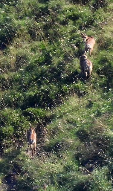 AVES DE ALTA MONTAÑA EN CANTABRIA