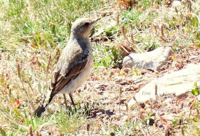 AVES DE ALTA MONTAÑA EN CANTABRIA
