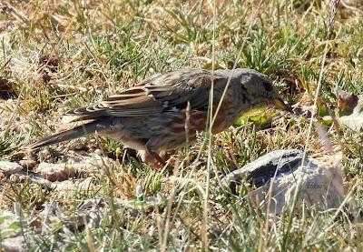 AVES DE ALTA MONTAÑA EN CANTABRIA