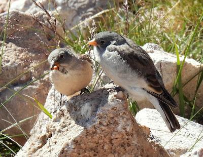 AVES DE ALTA MONTAÑA EN CANTABRIA