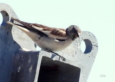 AVES DE ALTA MONTAÑA EN CANTABRIA