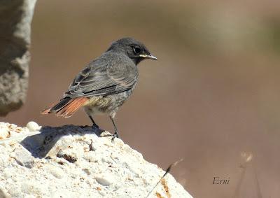 AVES DE ALTA MONTAÑA EN CANTABRIA