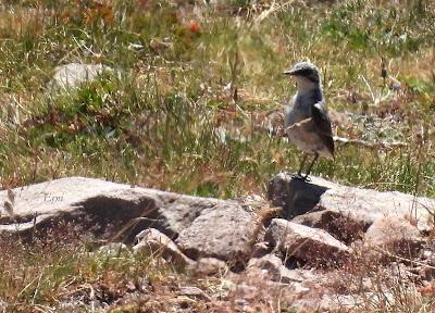AVES DE ALTA MONTAÑA EN CANTABRIA