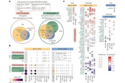 Un desequilibrio en las neuronas seria el causante del Autismo
