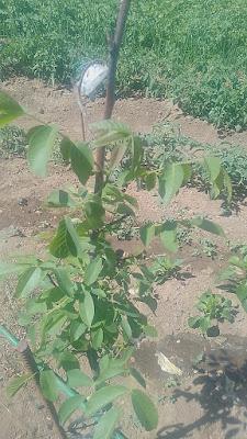 fotos del huerto 2023 XIX