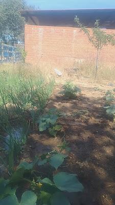 fotos del huerto 2023 XIX