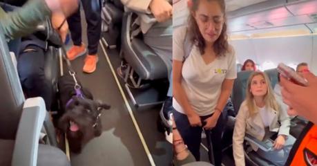 Vuelo de Viva Aerobus retrasado tras incidente con perrito de apoyo emocional