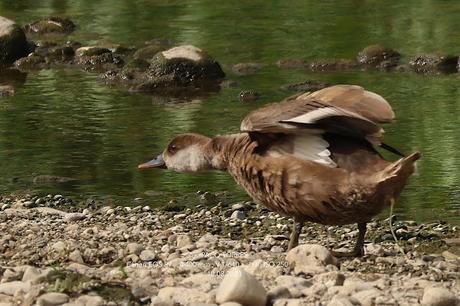 Pato colorado, ♀︎ Pato colorado, ♀︎