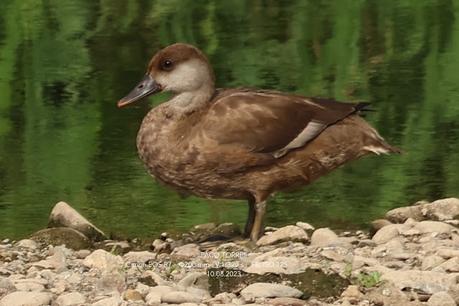 Pato colorado, ♀︎ Pato colorado, ♀︎