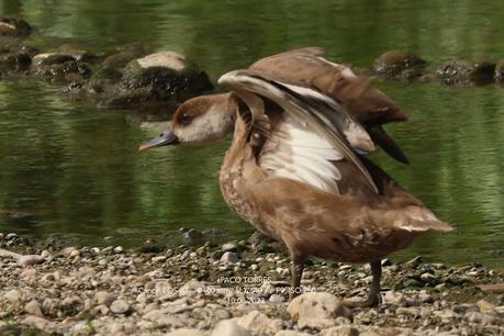 Pato colorado, ♀︎ Pato colorado, ♀︎