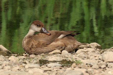 Pato colorado, ♀︎