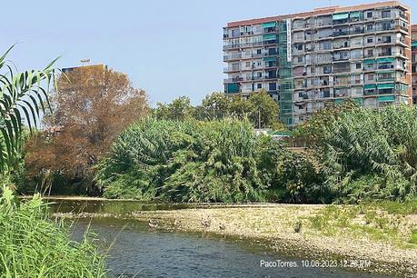 Ocas en Sant Adrià de Besòs