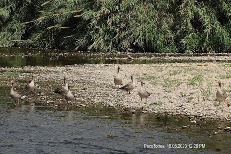 Ocas en Sant Adrià de Besòs