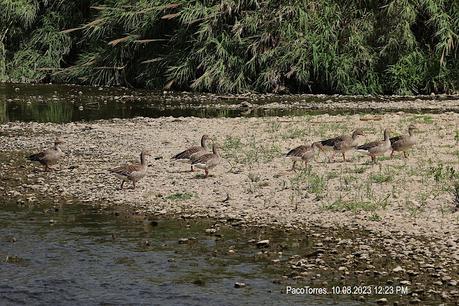 Ocas en Sant Adrià de Besòs