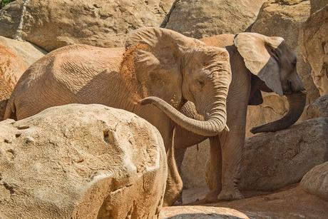 Elefantes en Bioparc