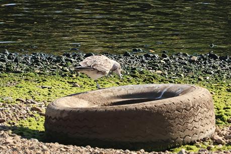 Esperando historial gaviota FAPZ