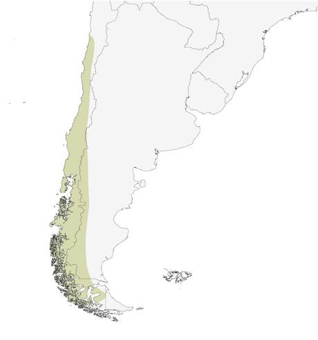 Gaucho  grande (Agriornis lividus)