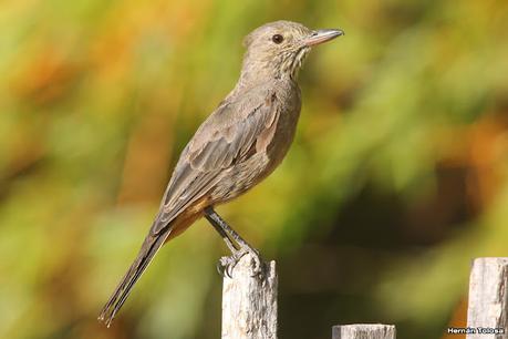 Gaucho  grande (Agriornis lividus)