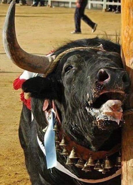 El PP y Vox, en contra de las entidades que defienden el catalán… Y Macarena y David, noviazgo con ideologías opuestas.