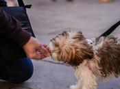 Ayuntamiento ofrece talleres gratuitos educación canina