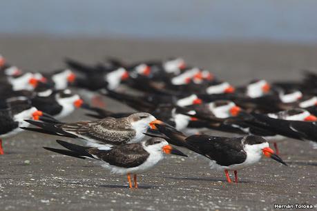Recorrida por San Clemente del Tuyú y General Lavalle