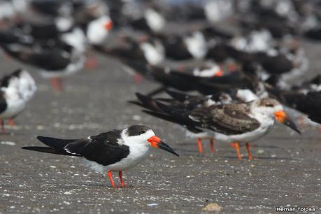 Recorrida por San Clemente del Tuyú y General Lavalle