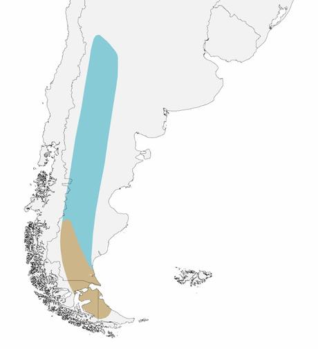 Caminera patagónica (Geositta antartica)