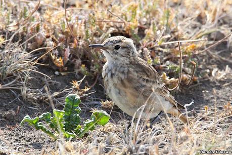 Caminera patagónica (Geositta antartica)