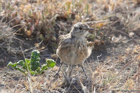 Caminera patagónica (Geositta antartica)