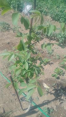 Fotos del huerto 2023 XX