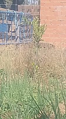 Fotos del huerto 2023 XX