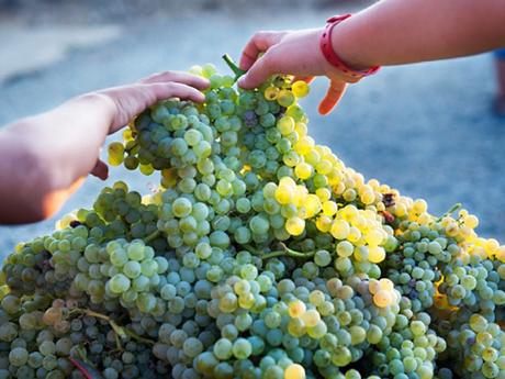 Cómo vivir y disfrutar de la vendimia en Catalunya Cómo vivir y disfrutar de la vendimia en Catalunya