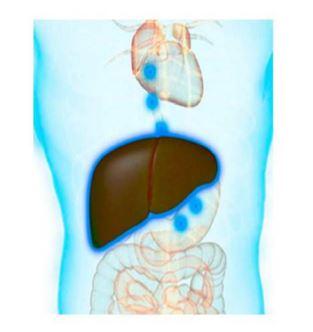 Cómo apoyar la salud de tu hígado de manera natural