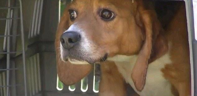 Perros usados en laboratorio conocen la libertad